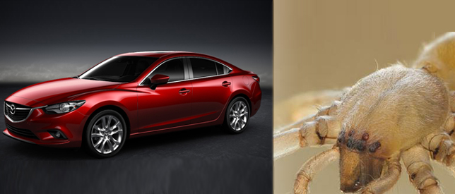 spider infested Mazda6